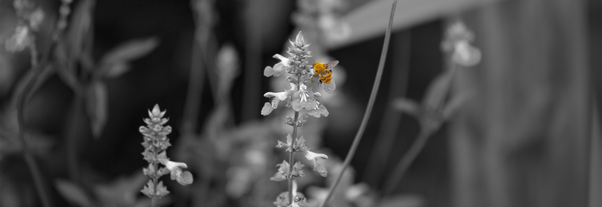 beeb&w2